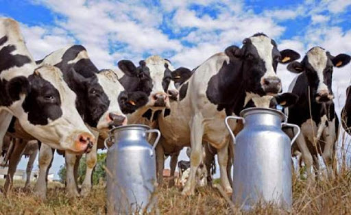 Lait : la diminution du fourrage menace la production