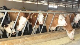 Lait: les éleveurs en difficulté par les prix de l’alimentation de bétail