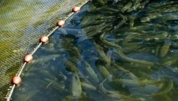 Le rendement économique indispensable à l’activité aquacole