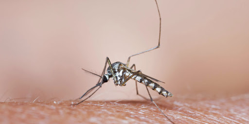 Moustiques : pourquoi ils préfèrent certaines peaux