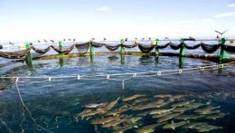 Nécessité de mettre en place une plate-forme algérienne d&rsquo;aquaculture