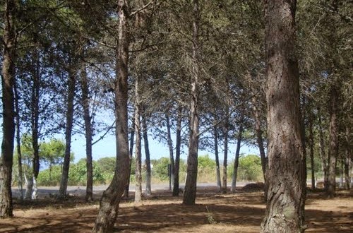 ORAN : Renforcement des dispositifs dans les zones forestières