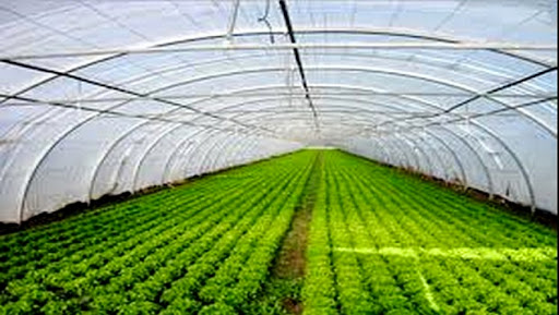 Ouargla: lancement d’une expérience culturale par géothermie à Mégarine