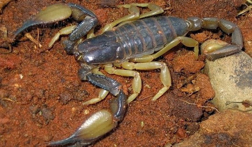 Ouargla: Plus de 360 piqûres de scorpion depuis janvier, sans causer de décès