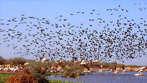 Plus de 11.000 oiseaux migrateurs dénombrés à Skikda