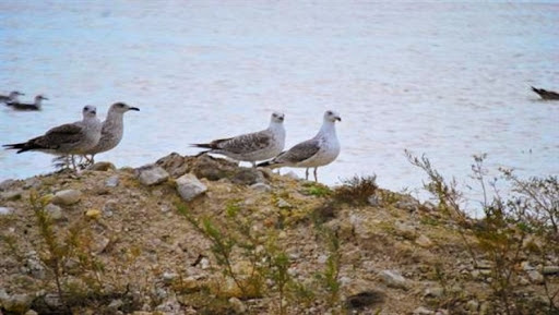 Près de 4.300 oiseaux d’eau migrateurs dénombrés à Constantine