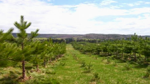 Renforcement des dispositifs de proximité dans les zones forestières d’Oran
