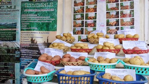 Salon international de la pomme de terre à Mostaganem: plus de 4.000 visiteurs à la 5ème édition