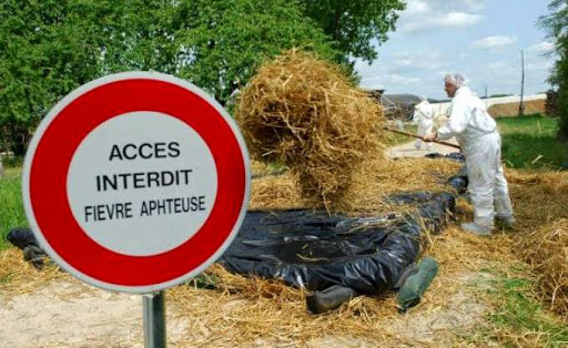 Sept vaches abattues aujourd’hui, Un foyer de fièvre aphteuse détecté à Constantine