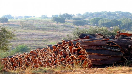 Tizi-Ouzou : accompagnement des chercheurs pour l’amélioration de la production du liège (responsable)