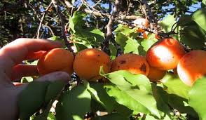 Biskra: la cueillette des abricots lancée dans une ambiance de fête à Djemora