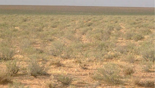 Désertification: renforcer le dispositif de protection des Hauts plateaux contre toutes formes de dégradation