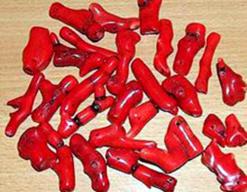 El Kala, 13 kg de corail récupérés