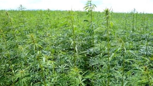 El Tarf et Annaba,  De l’héroïne et du cannabis saisis