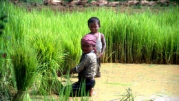 La FAO publie un nouveau manuel sur les mesures de lutte contre le travail des enfants