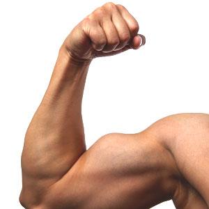 Les muscles pèsent-ils lourd ?