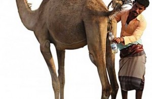 L’OMS recommande aux arabes d’éviter de boire l’urine de chameau