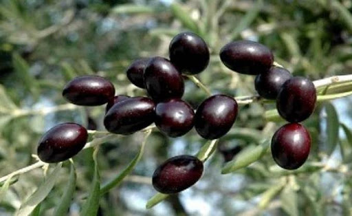 Pour conquérir le marché extérieur, Un consortium d’exportateurs de l’huile d’olive sera créé