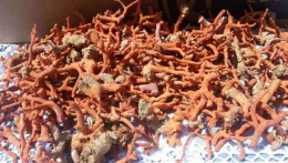 Saisie de 43 kg de corail brut à El Tarf