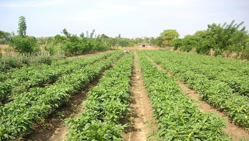 Sellal insiste sur la réhabilitation des fermes agricoles non exploitées convenablement