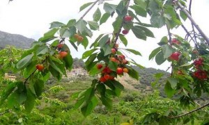 Tizi Ouzou : cap sur la relance de la culture de la cerise