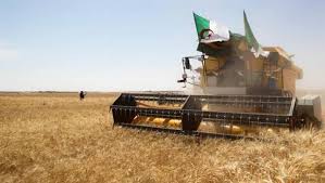 Une production céréalière en hausse de 20% en Algérie