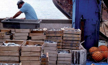 200 DA le kilo de sardine, Baisse des prix des produits de la mer