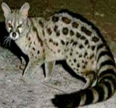 Boumerdès: L&rsquo;animal qui a provoqué un climat de peur et d&rsquo;angoisse identifié