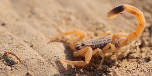 La polyclinique était fermée la nuit, elle succombe au venin d’un scorpion qui a piqué trois sœurs