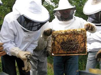 Les apiculteurs seuls face au varroa, Un monstre menace les ruches du Djurdjura