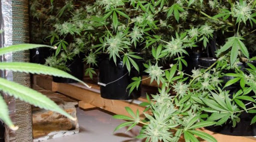 Perquisitions et découvertes de plants de cannabis, Les Algériens cultivent de plus en plus le kif dans leurs maisons