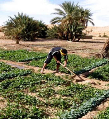 Plus de 150 investissements agricoles a Adrar : Financés par les crédits Ettahadi et R&rsquo;FIG en 2015