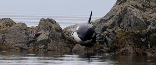 Sauvetage épique d’une orque échouée sur des rochers (PHOTOS)