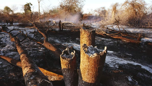 Trois mille arbres fruitiers détruits par les feux