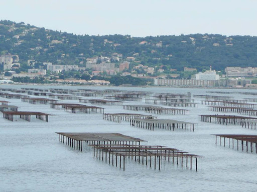 Une délégation de la FAO en visite dans la wilaya d’Aïn TÉmouchent : L’aquaculture, un créneau à valoriser