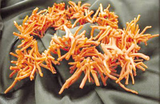 90 Kg de corail rouge trouvés caché à cap rosa