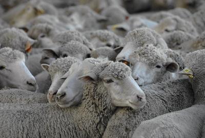 Aid El Adha : A quel prix sera cédé le mouton cette année ?