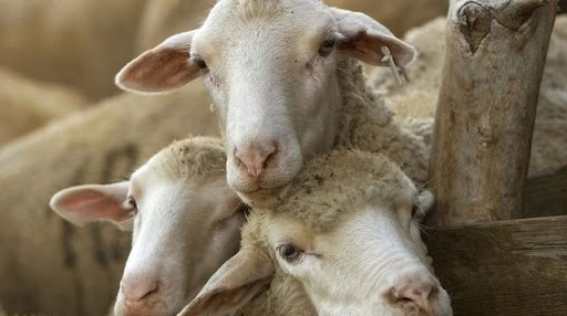 Aïd El Adha : Les ovins disponibles à des prix abordables