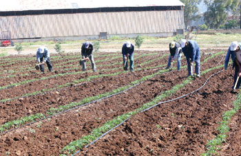 Assurances agricoles : Une culture à promouvoir