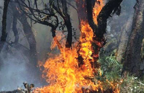 Boumerdès : 2.030 arbres fruitiers et 6 ha de blé ravagés par des incendies