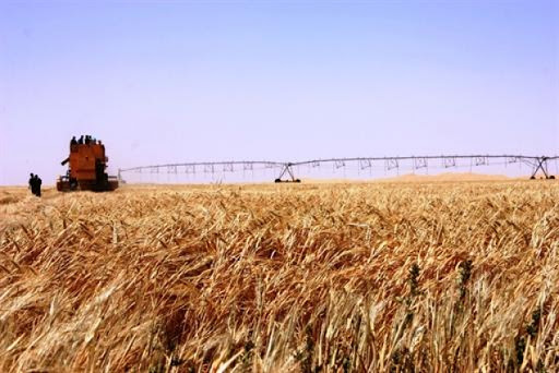 Céréales: l&rsquo;objectif d&rsquo;autosuffisance en blé dur tributaire de la superficie irriguée