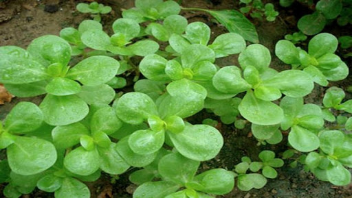 El-Oued : le pourpier pour lutter contre l’obésité et réduire le taux de cholestérol