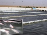 Élevage de poissons d’eau douce à Tipasa, Des exploitants agricoles veulent peupler leurs bassins d’irrigation