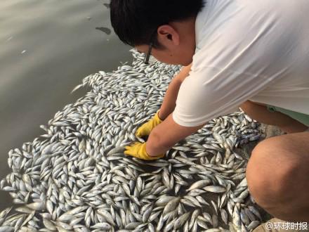 Explosion à Tianjin : des milliers de poissons morts à la surface du fleuve qui traverse la ville