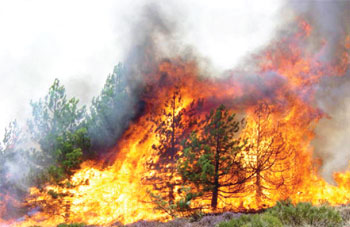 Feux de forêt : 7.319 ha parcourus par les flammes depuis le 1er juin