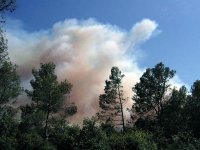 Feux de forêt à Tipasa, Des incendies plus ravageurs qu’en 2014