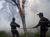 Feux de forêt ça brûle moins cette année