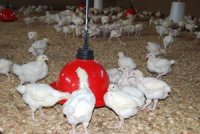 Filière avicole, L’appel de détresse des producteurs