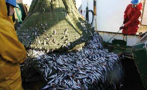 Flambée des prix, La sardine se met de la partie