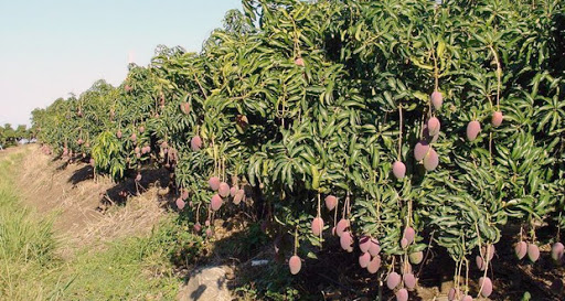 Fruits exotiques : mangues, kiwis et pistaches : premières belles poussées en Algérie